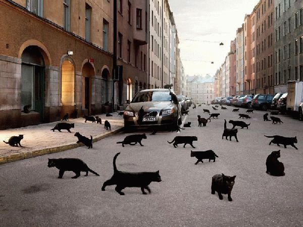 дорожные приметы черная кошка